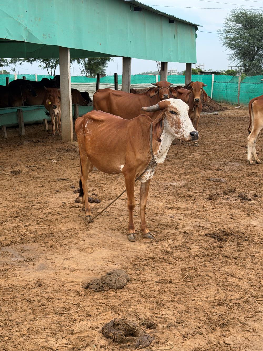 What Makes the Gir Cow Breed Different?