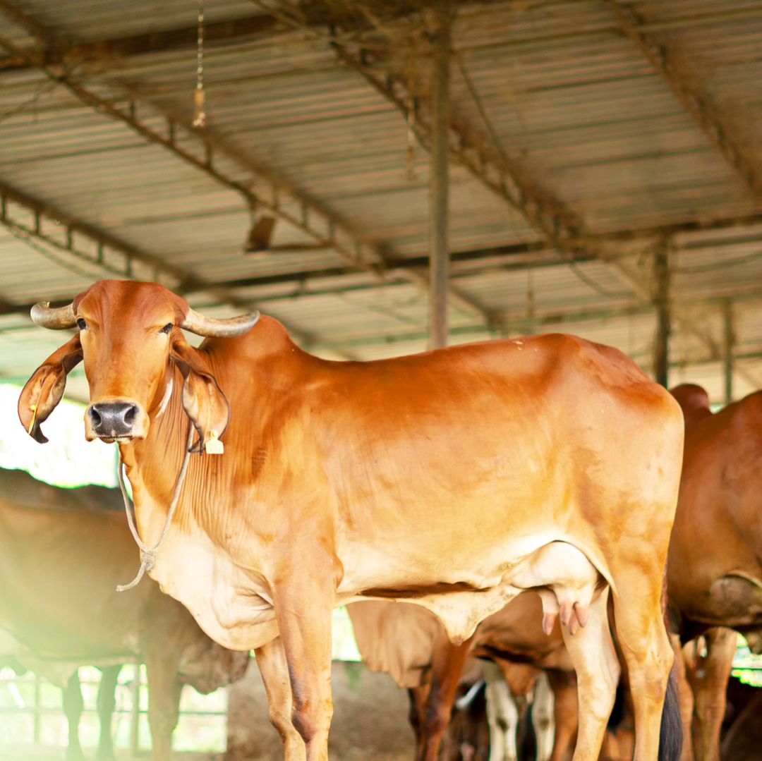 Pure A2 Milk Jaipur