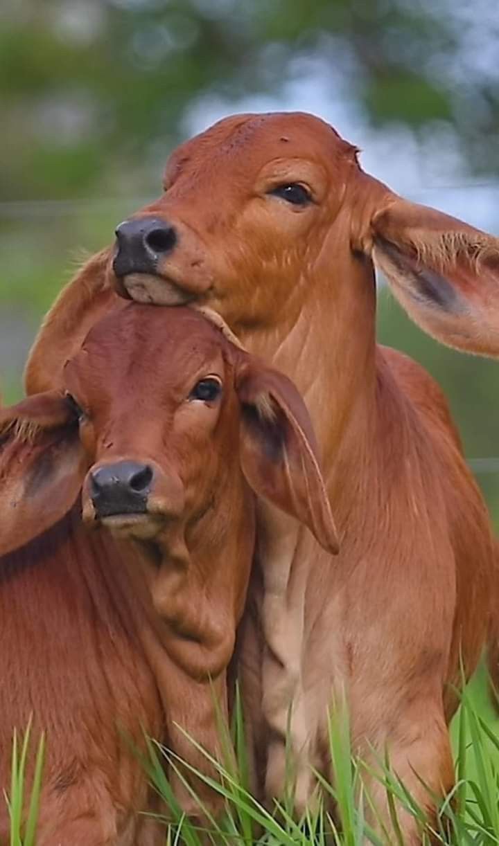 Gir Cow Distribution
