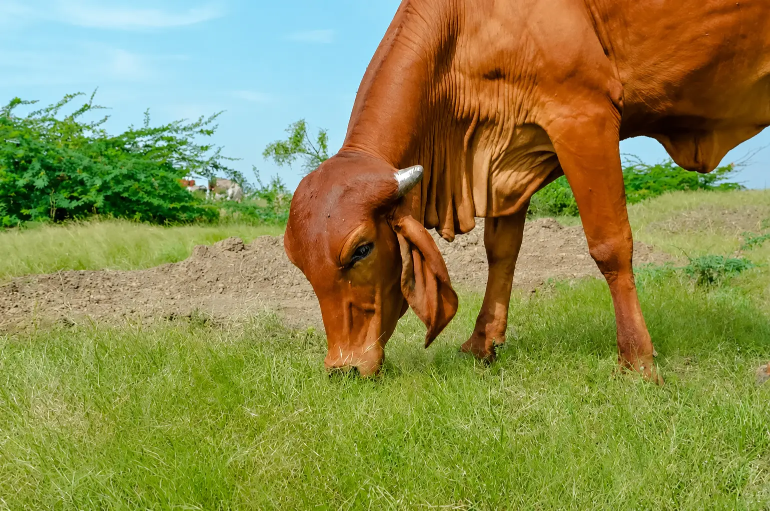 Gir Cows grazing