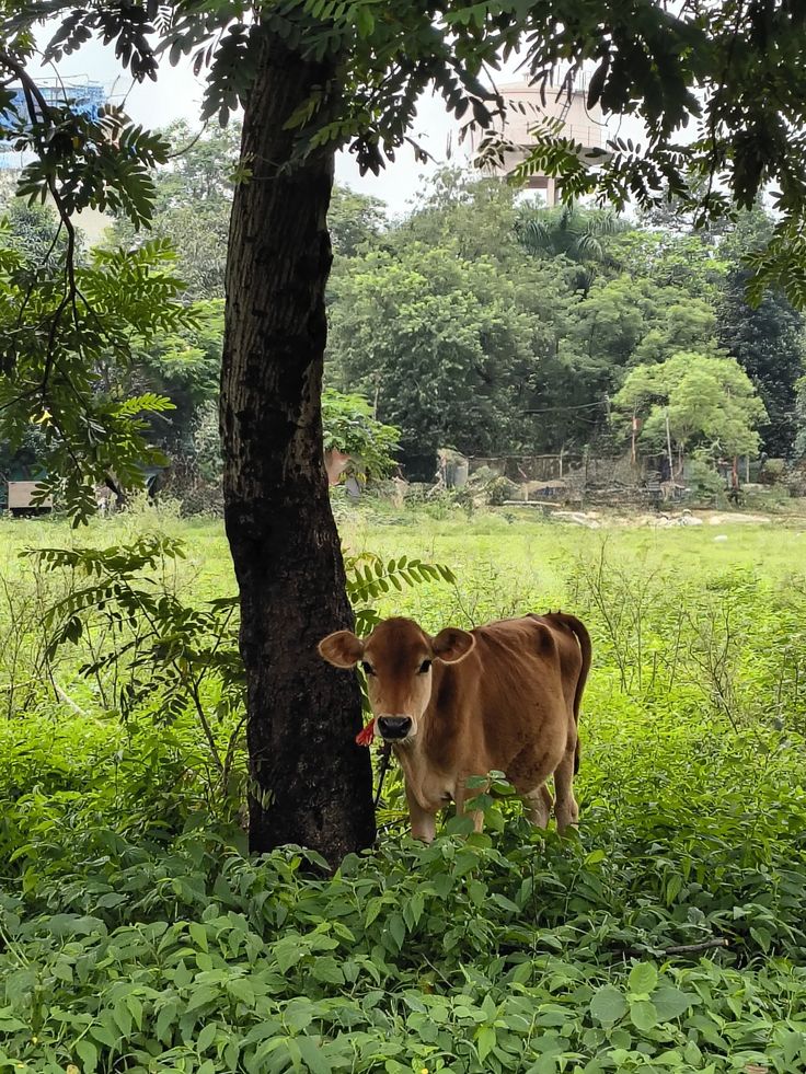 Cow shed