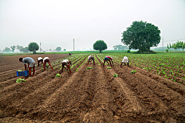 Farmers with green fodder