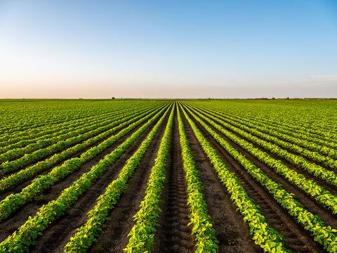 Green Farm Fields