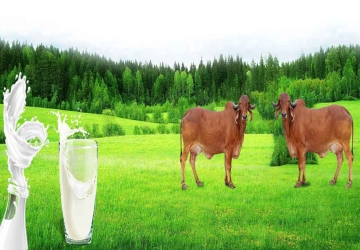 Real Or Powder Milk