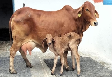 Real Or Powder Milk