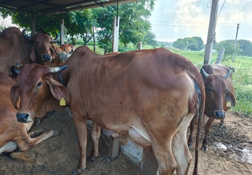 Real Or Powder Milk