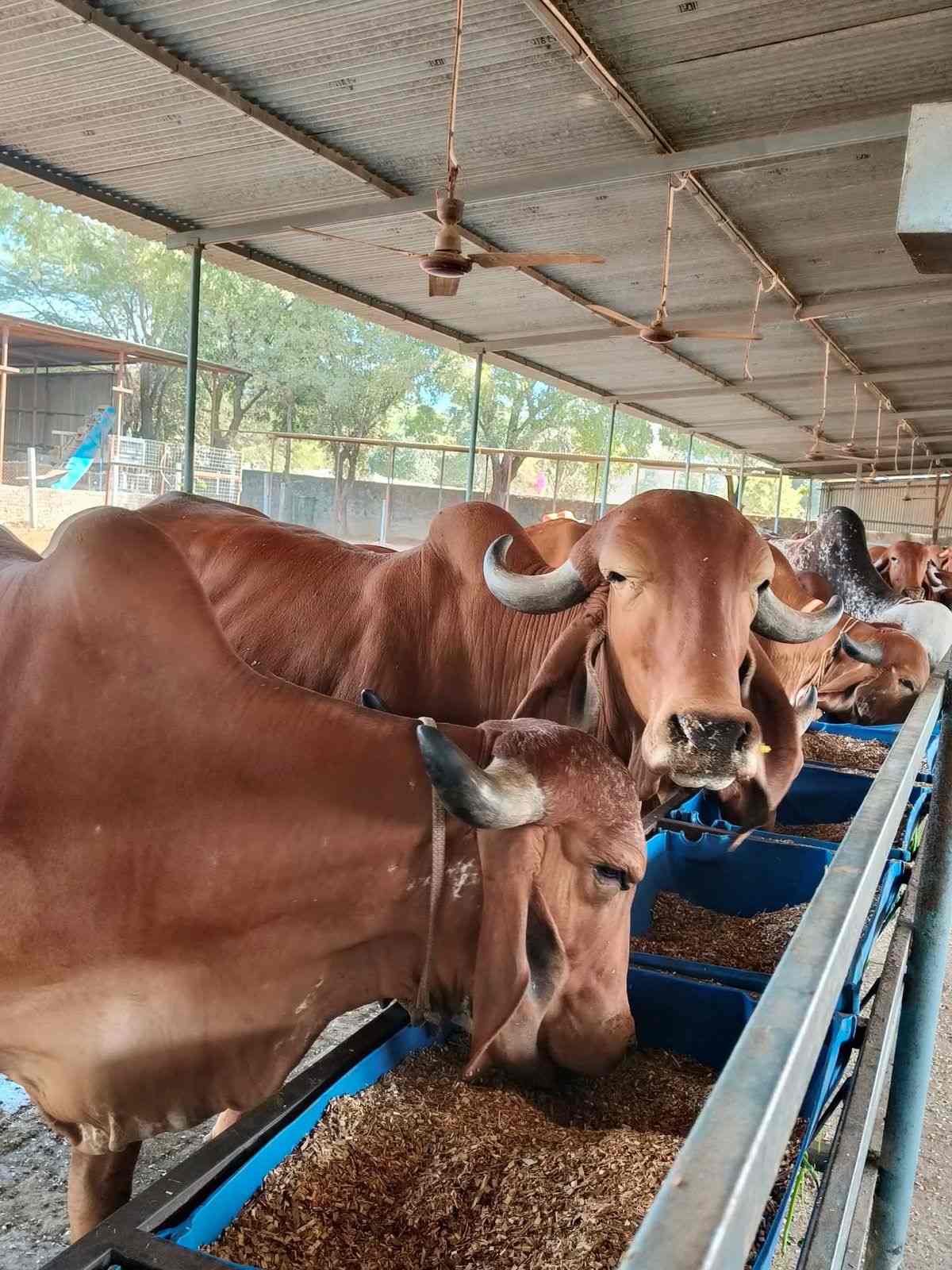 Benefits of A2 Milk
