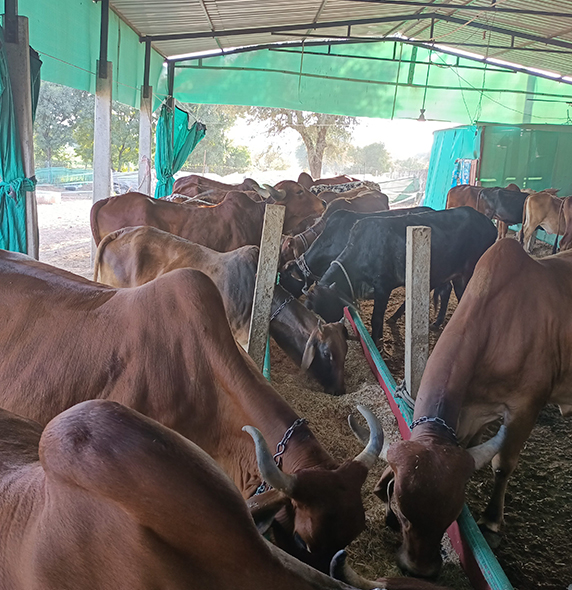 A2 Gir Cow Milk