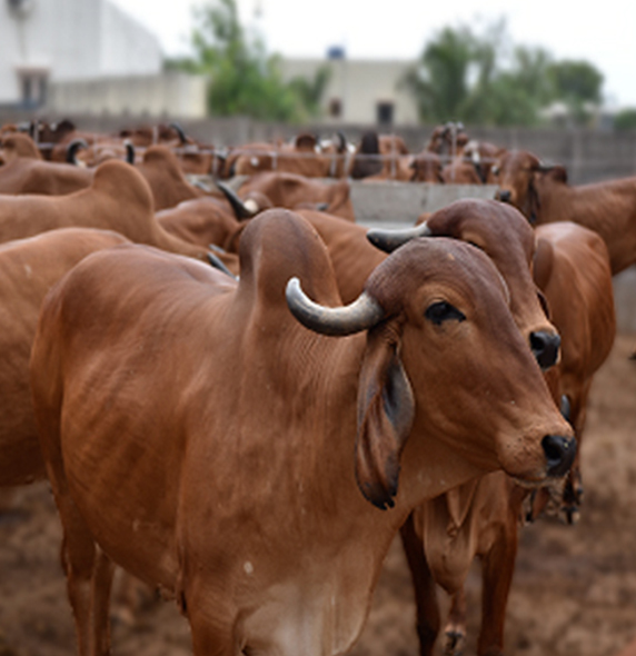 A2 Gir Cow Milk