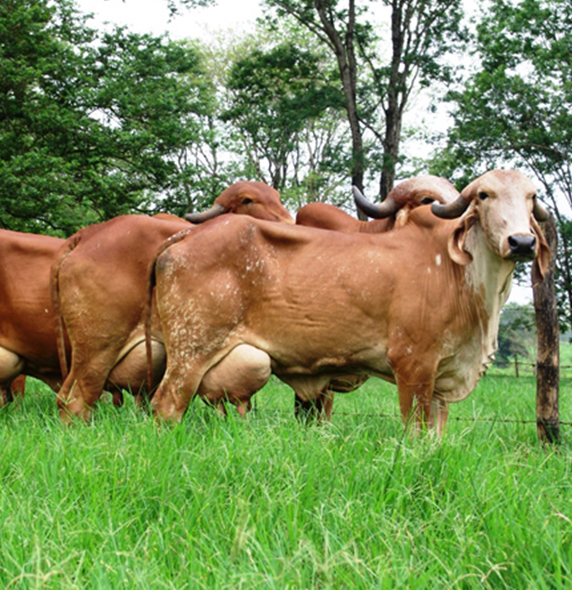 A2 Gir Cow Milk