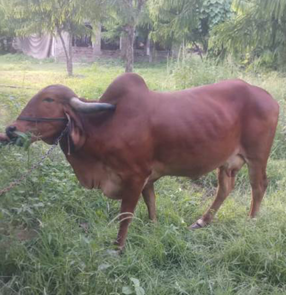 A2 Gir Cow Milk