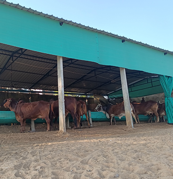 A2 Gir Cow Milk