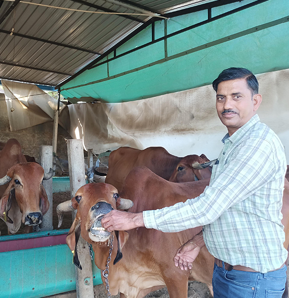 A2 Gir Cow Milk