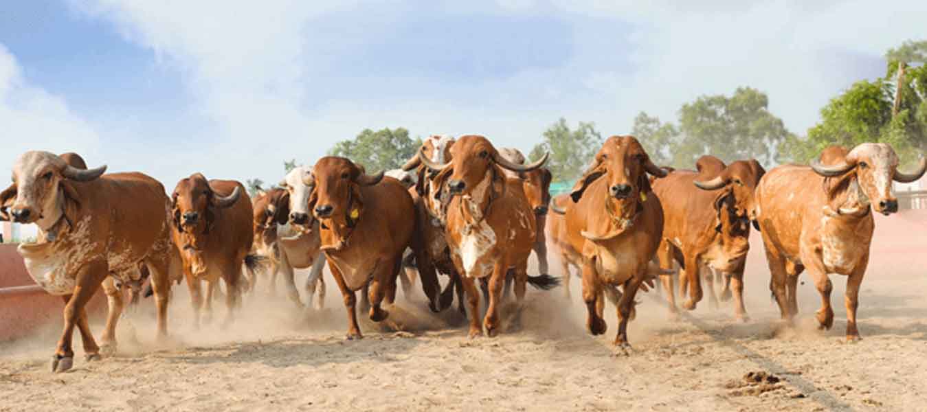 Pure Farm Fresh A2  Desi Cow Milk