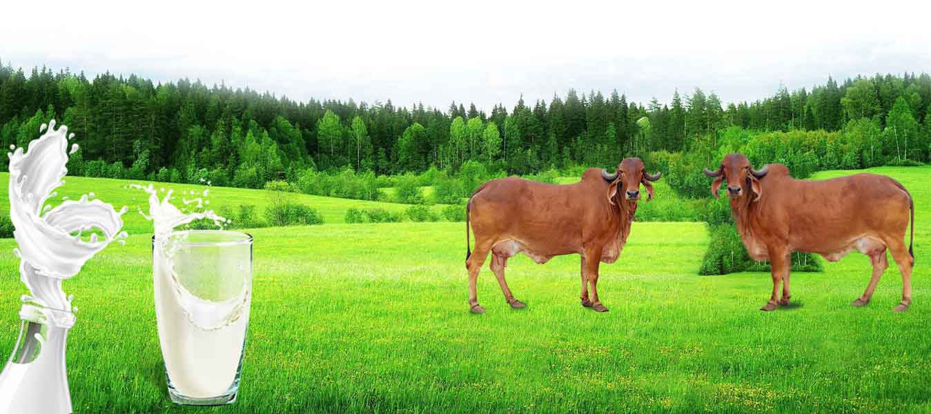  SUNRISE A2 MILK & FOOD PRODUCTS