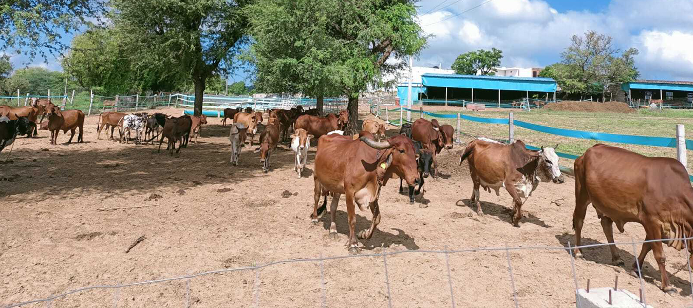 Get Pure and Nutritious Sunrise A2 Milk