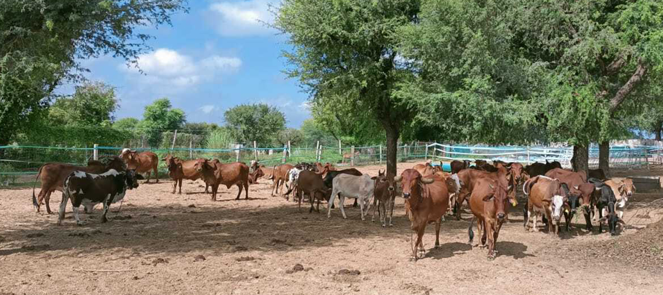 Sunrise A2 Milk & Food Products